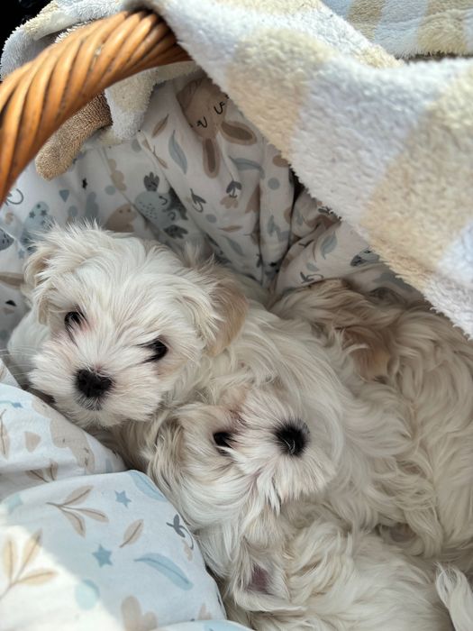 Maltańczyki Zhpr Uci