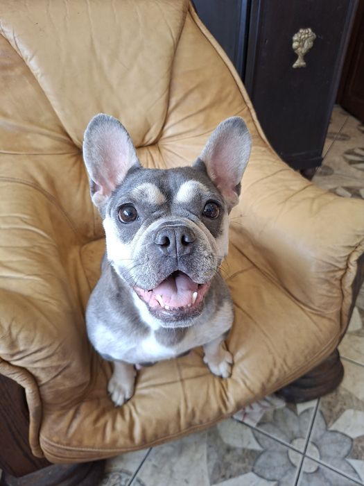 Buldog Francuski Rodowód