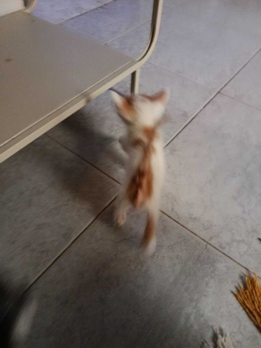 Gatos bebés para adoção