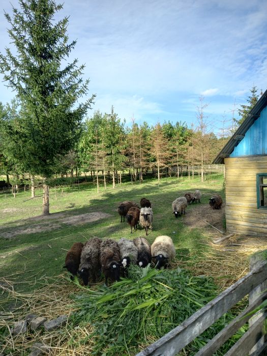Овечки кітні красиві