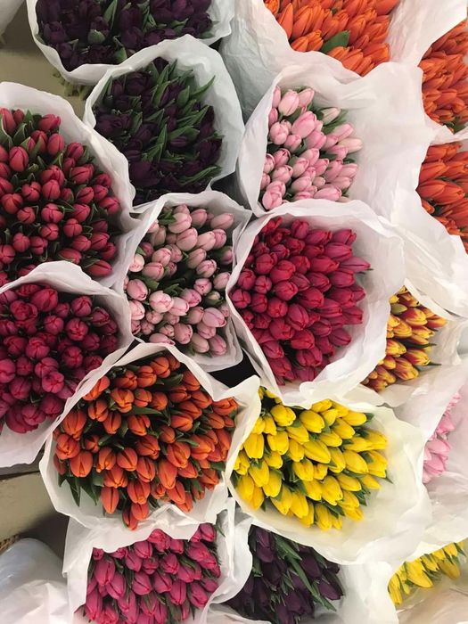 Тюльпан опт 8 березня