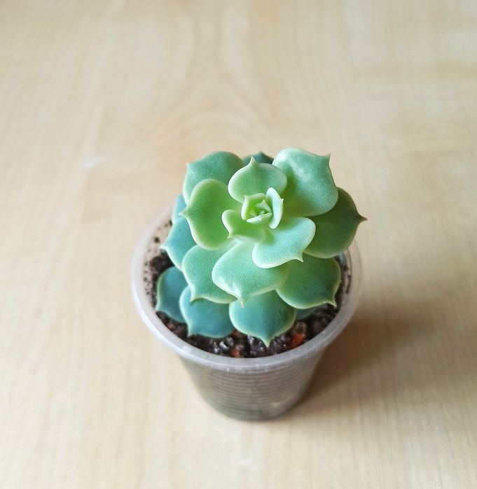 Сукуленти кімнатні