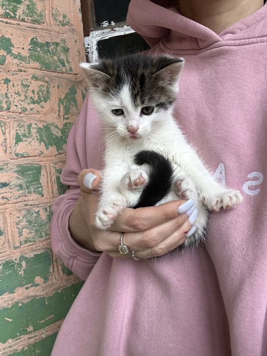 Кошенята шукають своі родини. Тільки Харків. Тільки в квариру