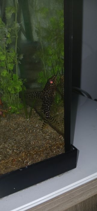 Peixe de agua quente
