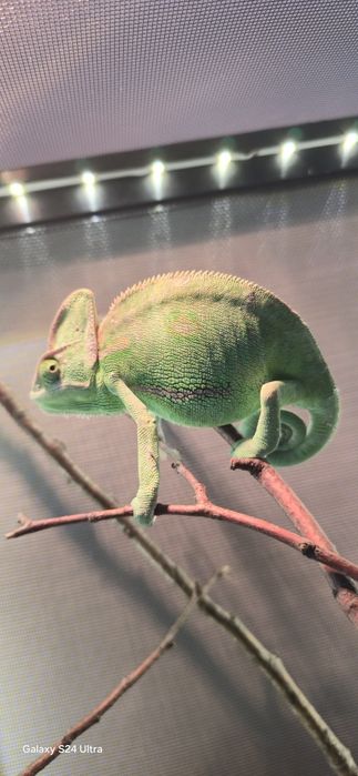 Terarium Mlody kameleon  samica