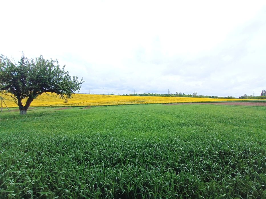 Мрія біля міста: дерев’яний будинок + надвірні будівлі!