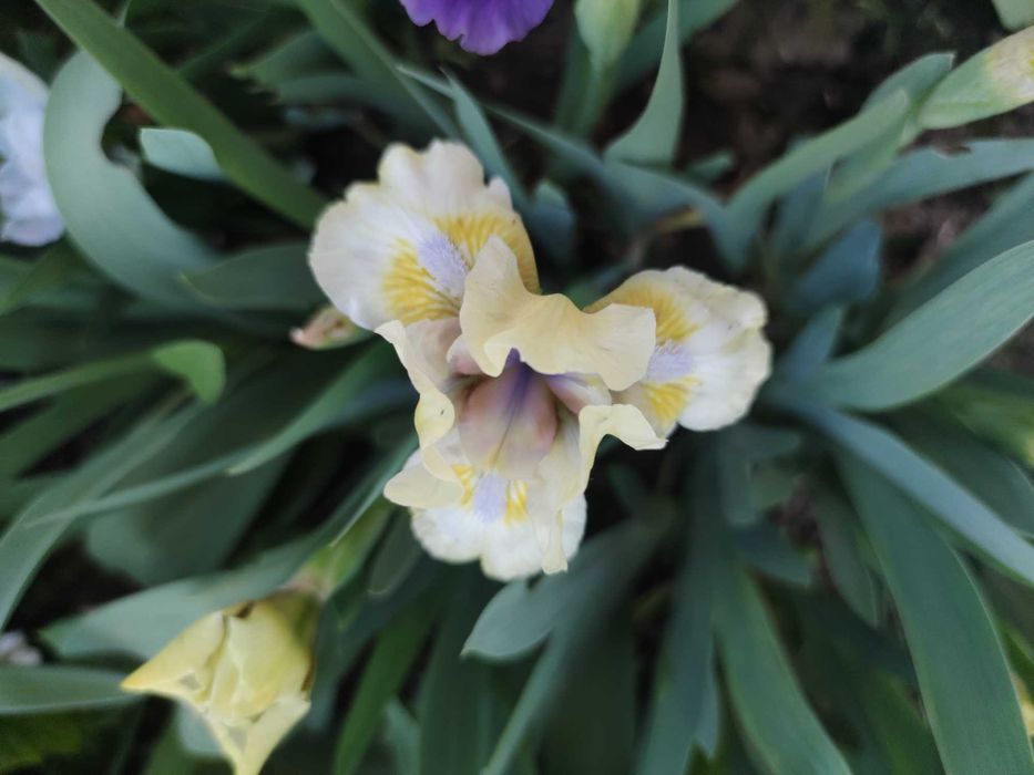 Карликові іриси набір