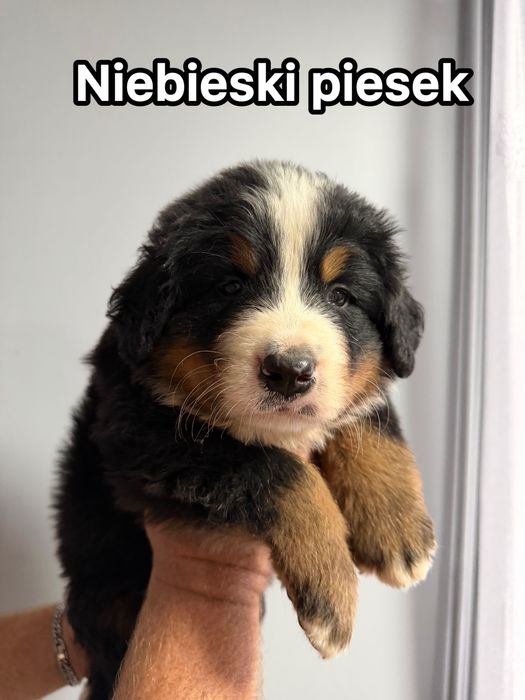 Berneński Pies Pasterski - szczeniaki ZKWP/FCI
