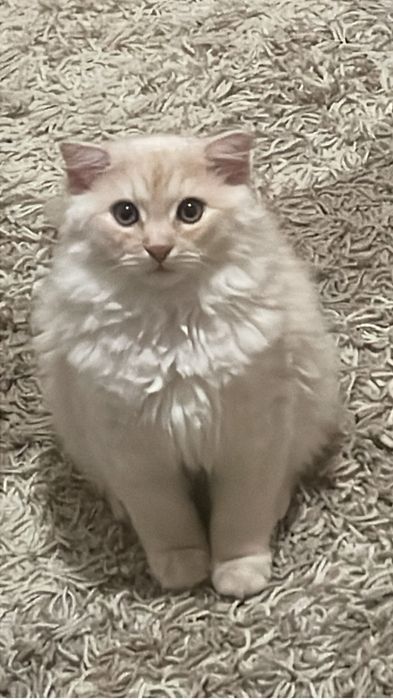 Віддаємо котика турецькоі ангори
