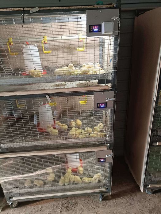 Продам клетки (брудер) для курей, перепелов