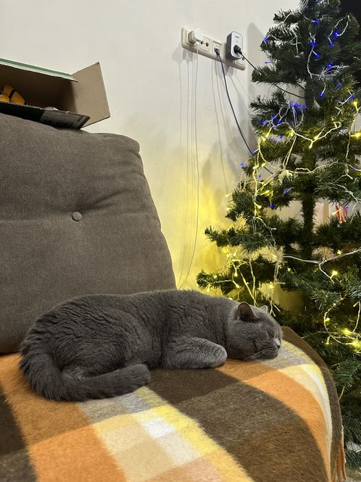 Шотландский прямоухий кот . Вязка котов