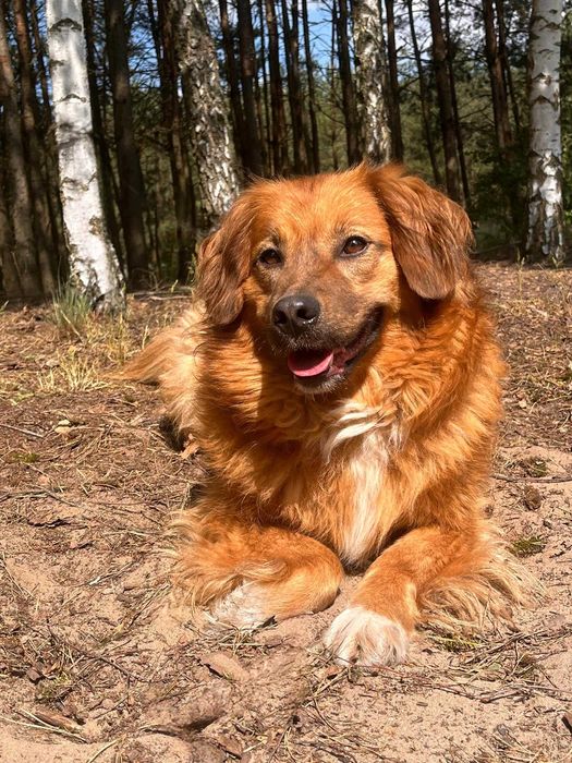 PUSZEK w schronisku w lututowie