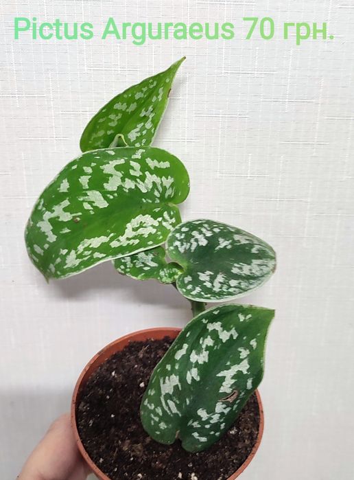 Сциндапсуси, Епіпремнуми Піктус, Требі, Марбл, Неон, Н Джой, Хеппі ліф