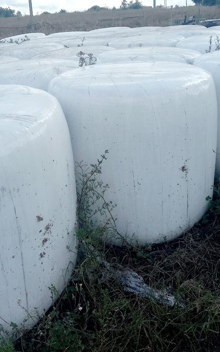 Rolos cilíndricos plástificados de azevém.