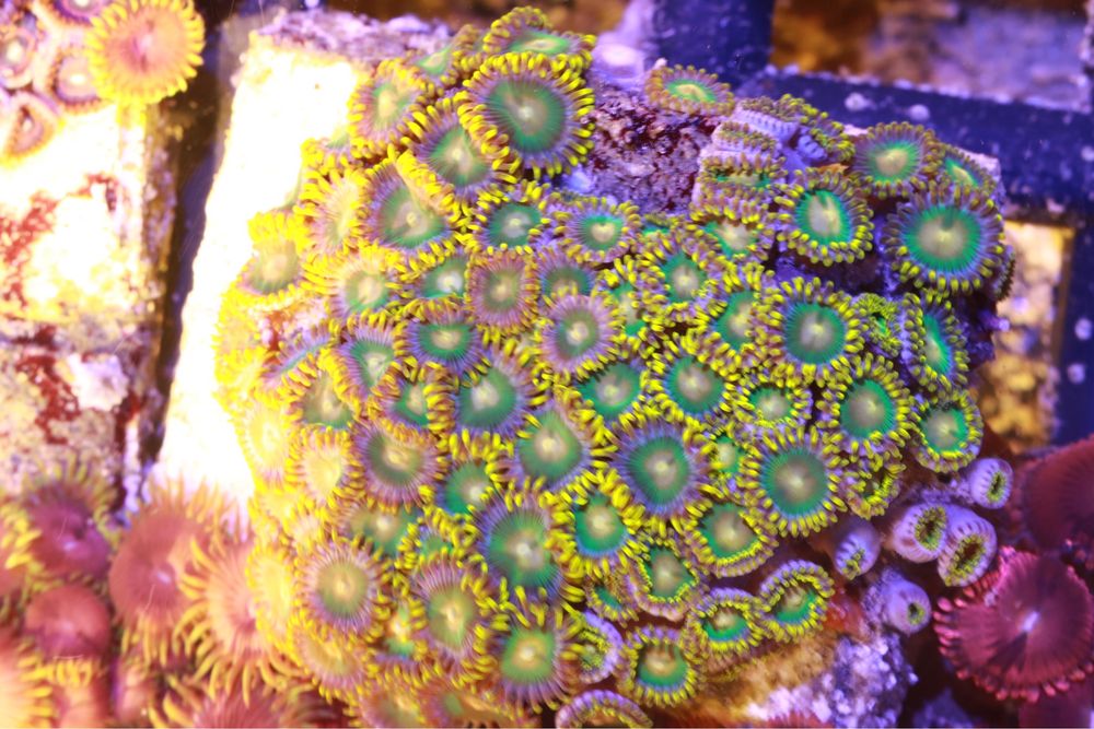 34 Zoanthus Green Bay Packers PROMOCJA 25 GLOWEK w cenie