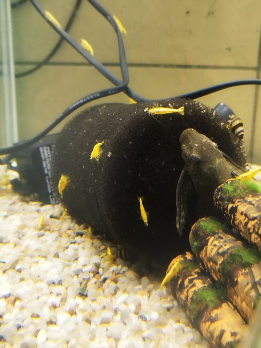 Krewetki krewetka yellow z pasem dorosłe