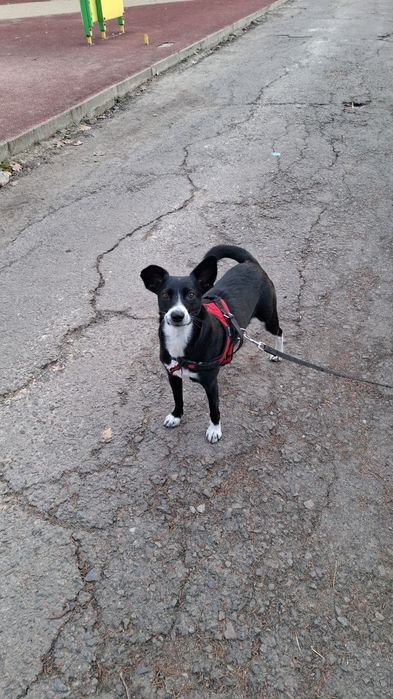 Вигул собак  м.Рівне.Зооняня