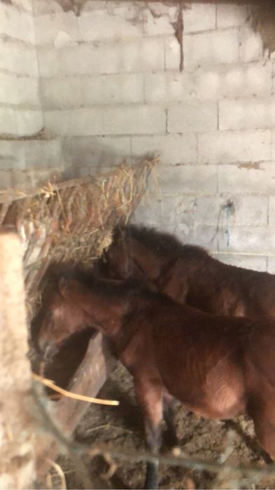 Garranas 8 meses disponiveis