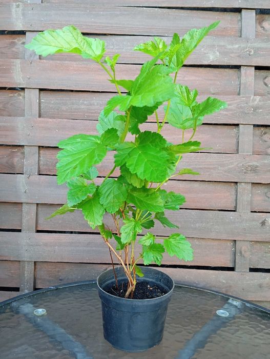 Pęcherznica zielona