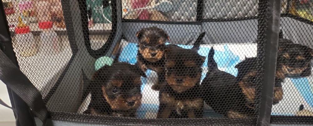 Yorkshire szczenięta rezerwacja