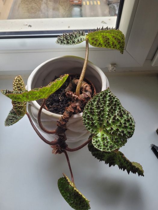 Piękna Begonia Ferox