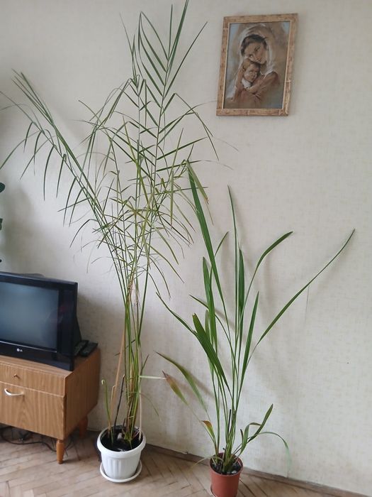 Фінікові пальми,вирощені з кісточок