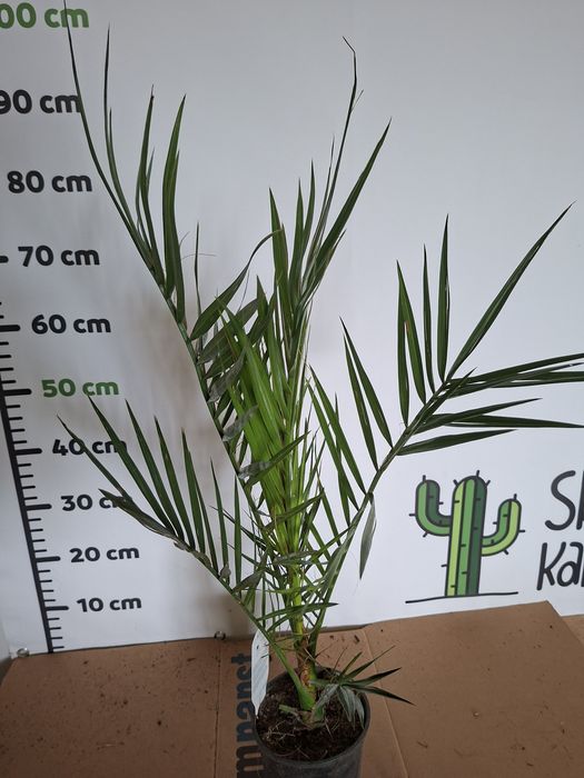 Phoenix canariensis Daktylowiec Kanaryjski Palma WYSYŁKA