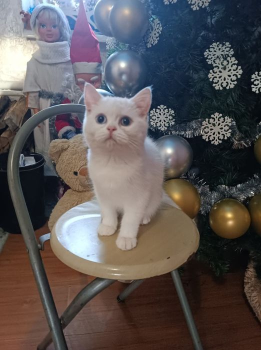 Хлопчики по новорічних цінах