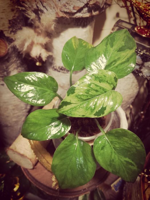 Epipremnum Pinnatum Victory Variegata albo monstera philodendron