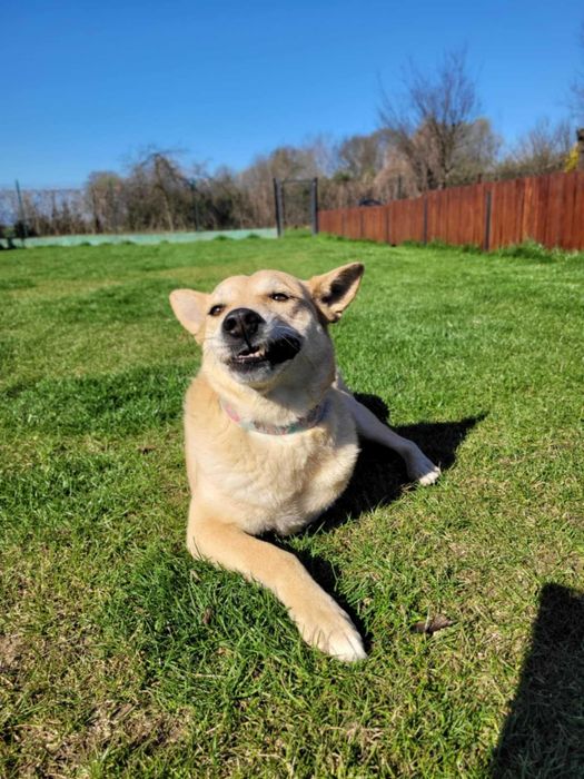 Trójłapka zwana aniołem