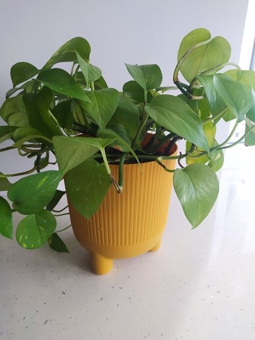 Вазон домашній , домашні рослини