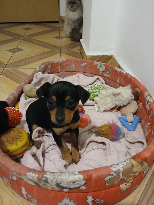 Pinczer miniaturowy - ratler śliczna suczka