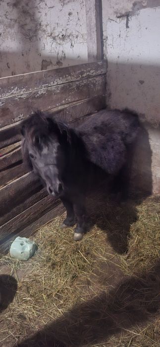 Sprzedam kucyka Ogierka