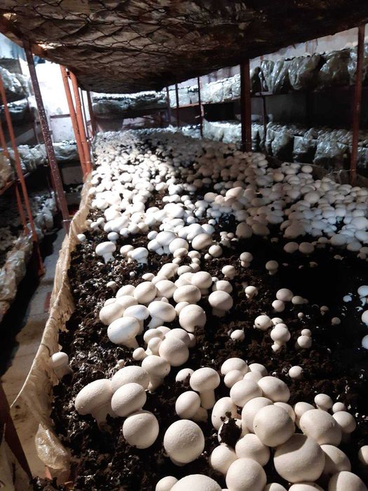 Печериці  гриби гуртом Шампиньоны оптом Шукаю оптових продавців