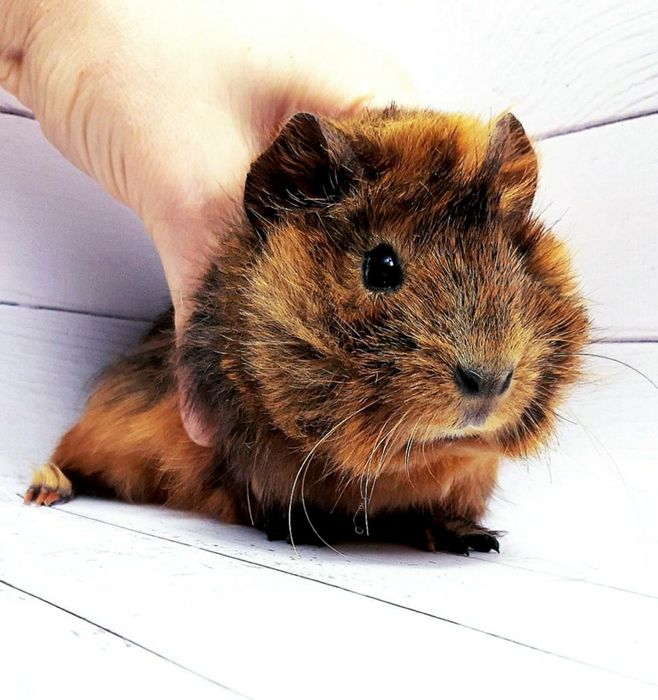 Морська свинка,морская свинка,морські свинки,морские свинки