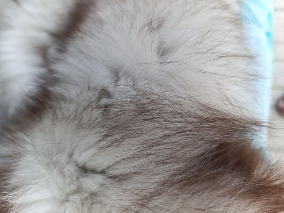 Шкурки песца 2 шт метр и полтора + подарок