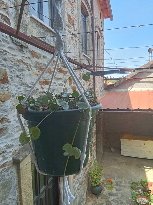 Suporte para plantas