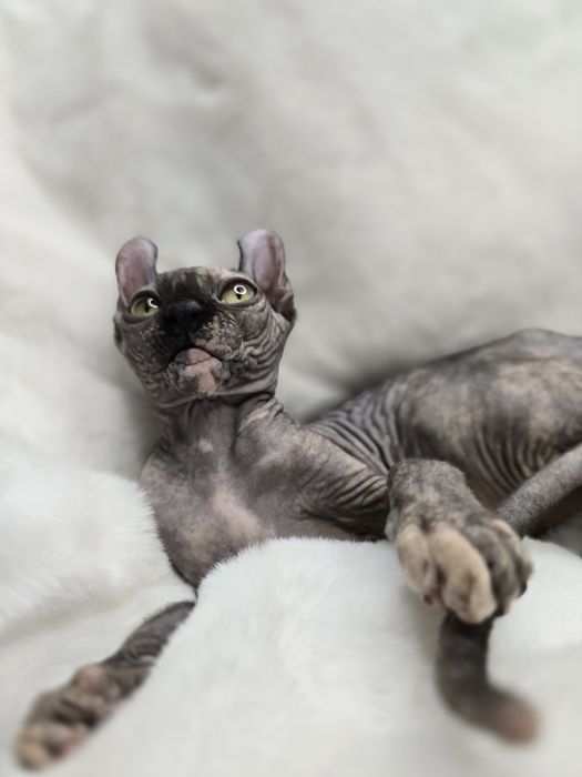 Канадский сфинкс эльф Девочка