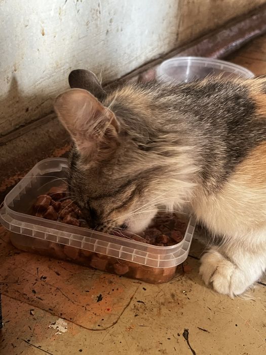 ИЩЕТ ДОМ!!! ласковая и добрая кошечка!!!