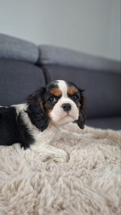 Cavalier King Charles Spaniel