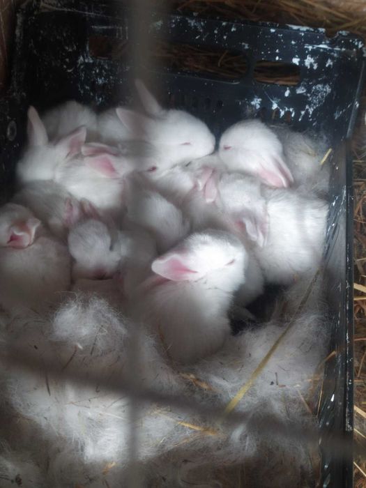 Кролі термонська біла.