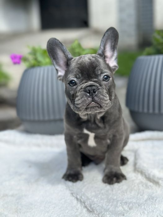 Щенки французского бульдога