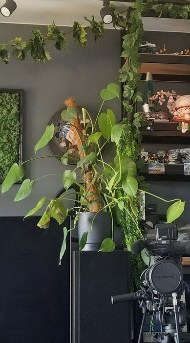 Monstera za doniczki / osłonki lub kwietnik