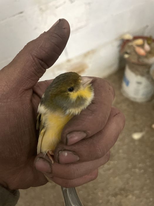 Canarios a bom preço