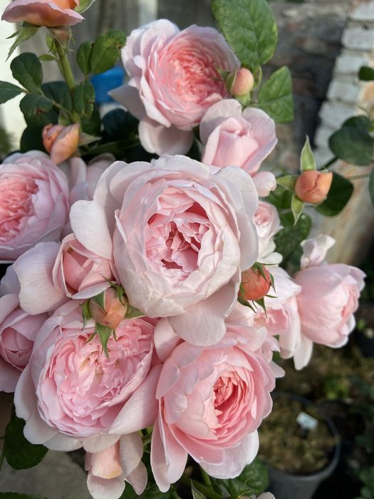 РОЗЫ РОЗЫ - продаю саженцы роз; розы  корнесобственные !