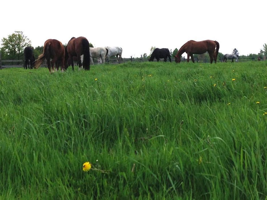 Trawy i mieszanki dla koni, nasiona paszowe Wysyłka gratis!