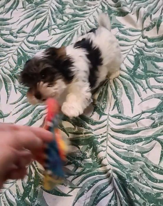 Хлопчик Беббі Фейс  ШОУ клас  Дніпро Доставка