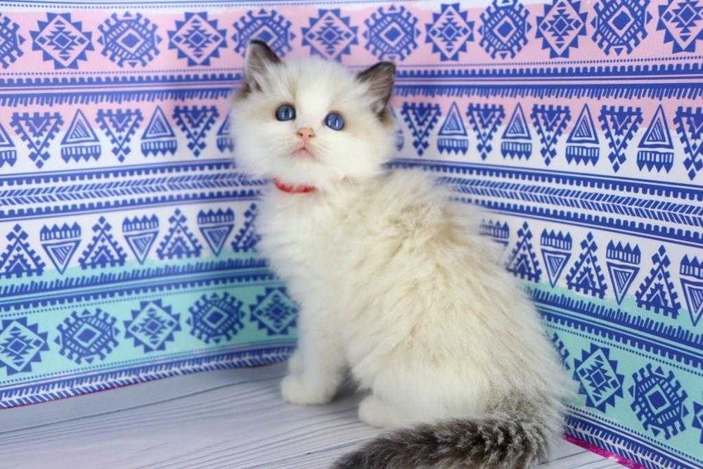 Сил биколор окрас-чудесный и ласковый малыш. Голубоглазка