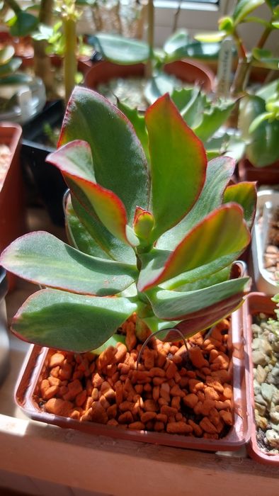 Crassula Mosaic Крассула Мозаика