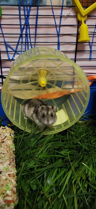 Клетка для хомяка /попугая, хомяк